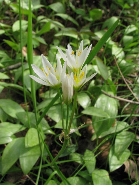 Nothoscordum bivalve