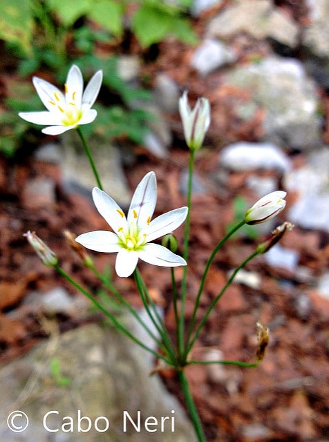 Nothoscordum bivalve