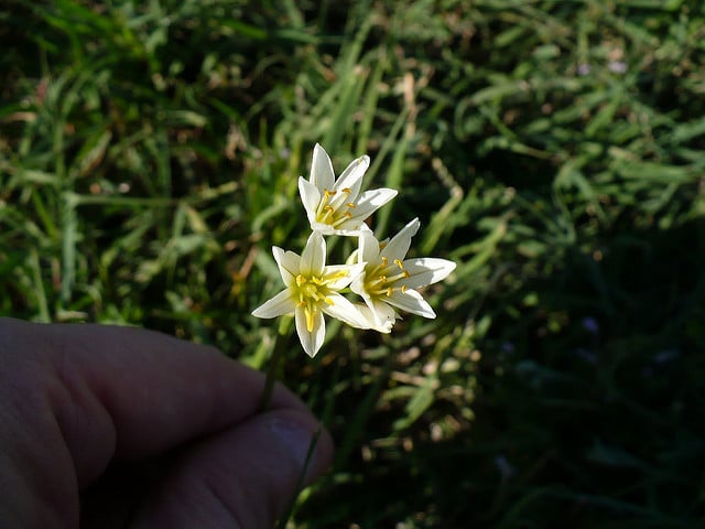 Nothoscordum bivalve