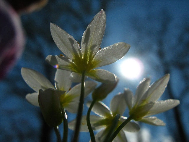 Nothoscordum bivalve
