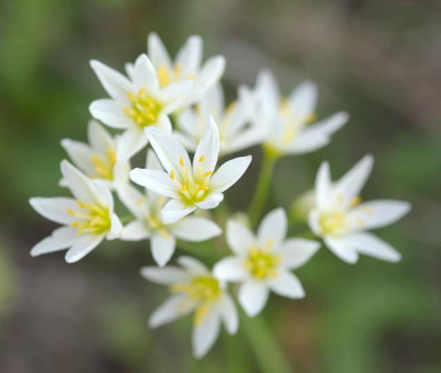 Nothoscordum bivalve