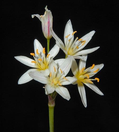 Nothoscordum bivalve