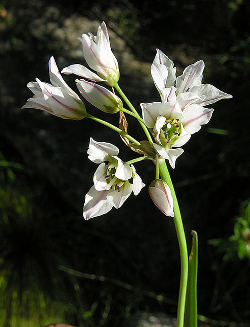 Ail grêle