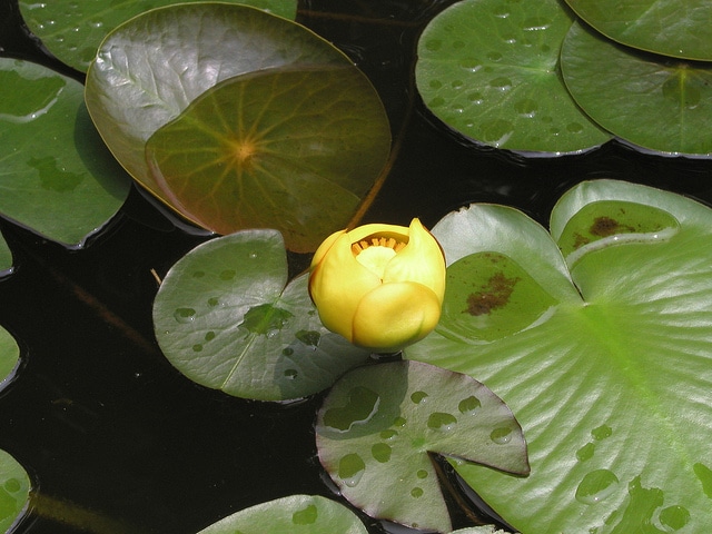 Nuphar advena (Nuphar advena)