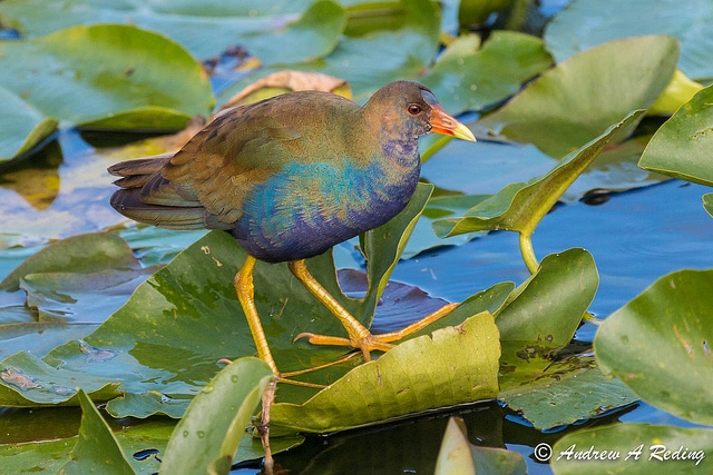 Nuphar advena