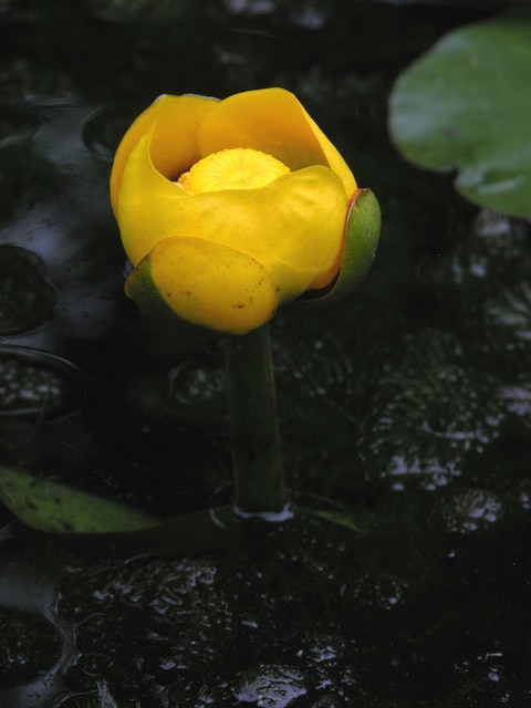 Nuphar advena