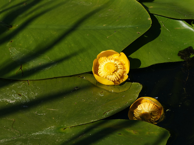 Nénuphar jaune