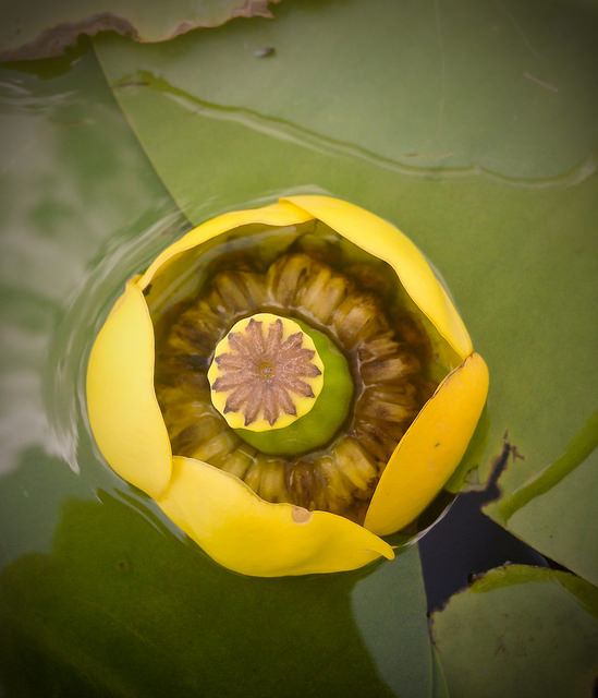 Nénuphar jaune