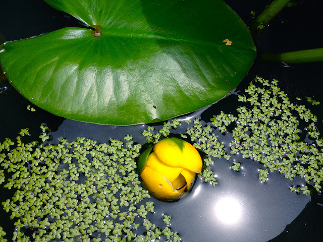 Nénuphar jaune