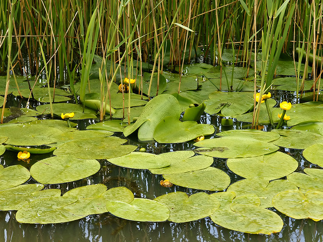 Nénuphar jaune (Nuphar lutea)