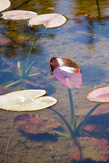 Nuphar polysepala