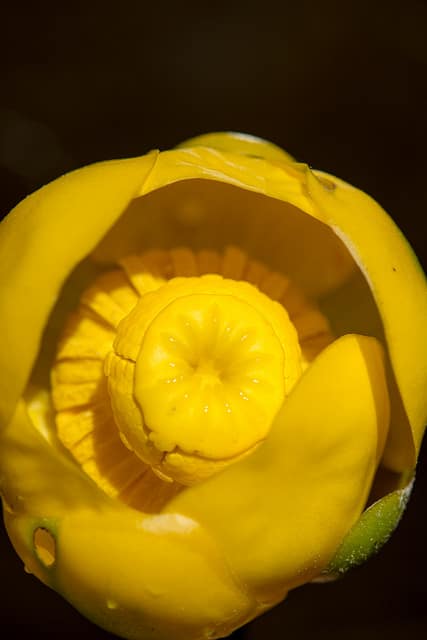 Nuphar polysepala