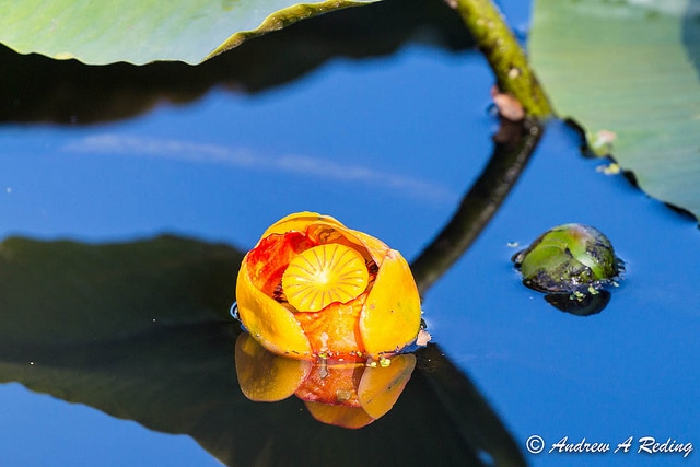 Nuphar polysepala