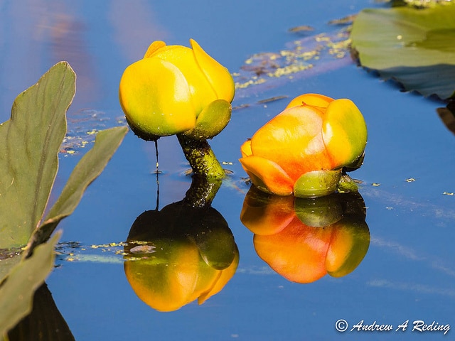 Nuphar polysepala