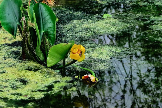 Nuphar polysepala (Nuphar polysepala)
