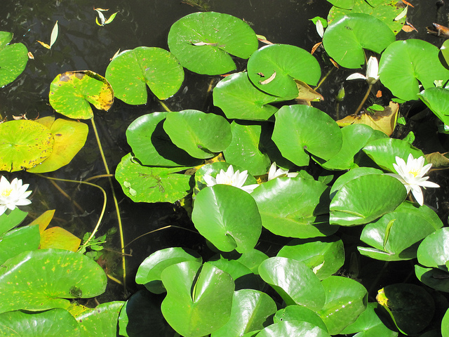 Nénuphar blanc boréal