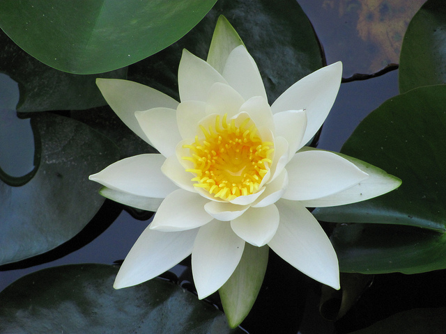 Nénuphar blanc boréal