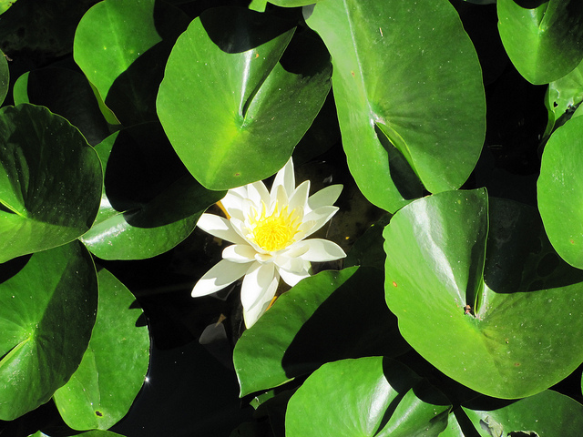 Nénuphar blanc boréal