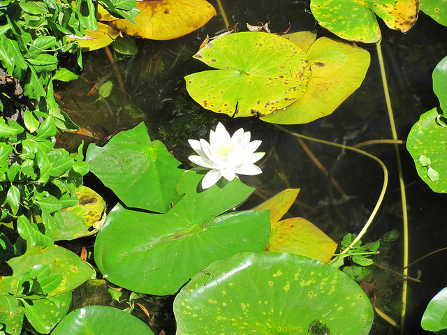 Nénuphar blanc boréal