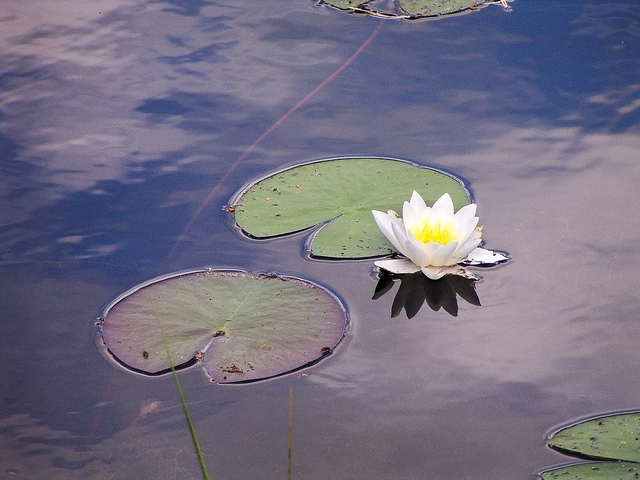 Nénuphar blanc boréal