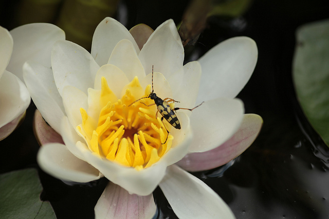 Nénuphar blanc boréal (Nymphaea candida)
