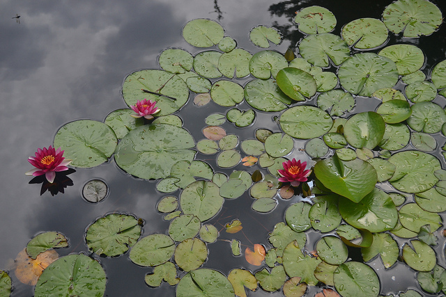 Nénuphar odorant