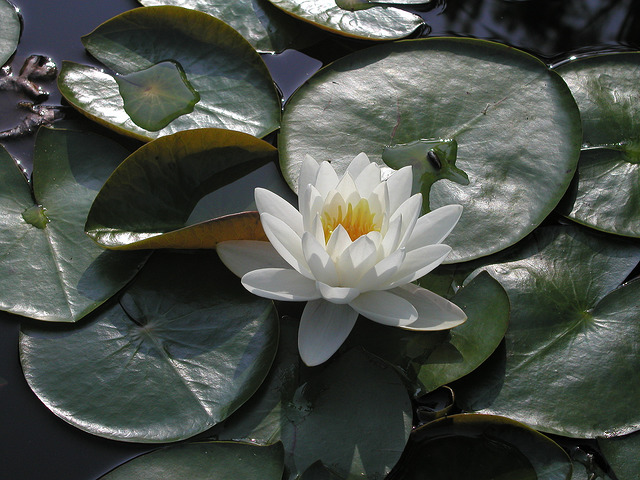 Nénuphar odorant