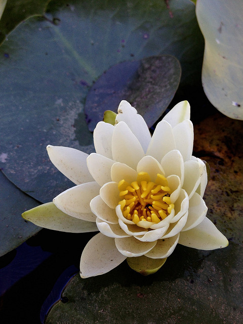 Nénuphar odorant