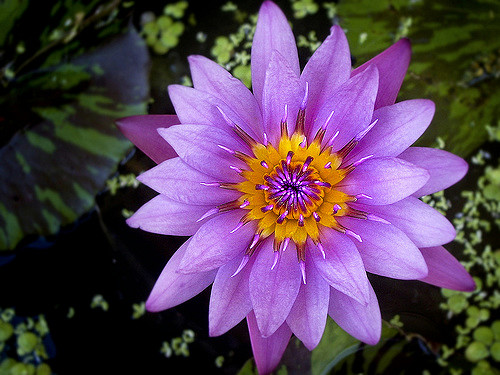 Nénuphar odorant