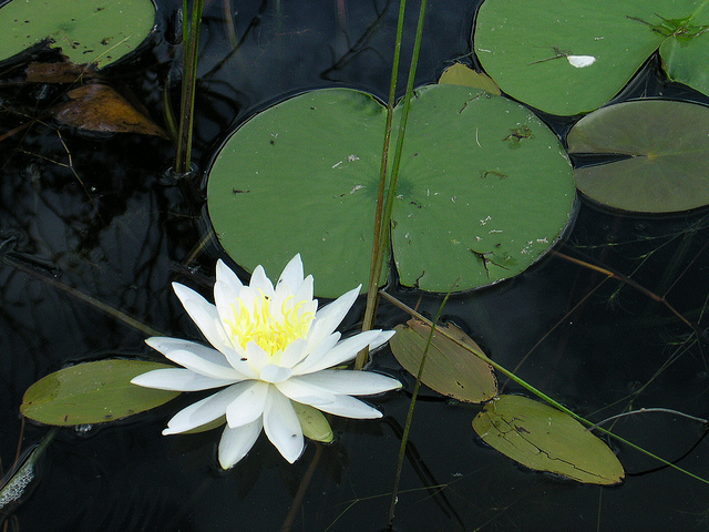 Nénuphar odorant