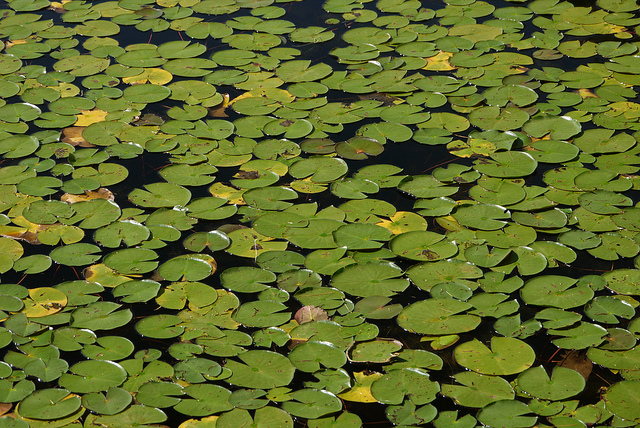 Nénuphar odorant (Nymphaea odorata)