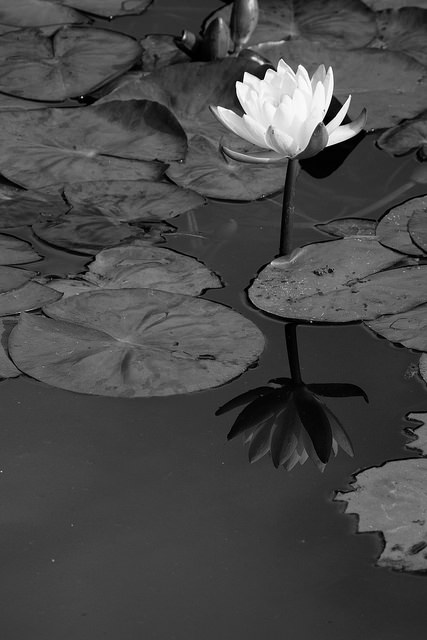 Nénuphar nain