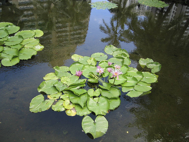 Nénuphar nain