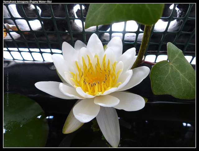 Nénuphar nain