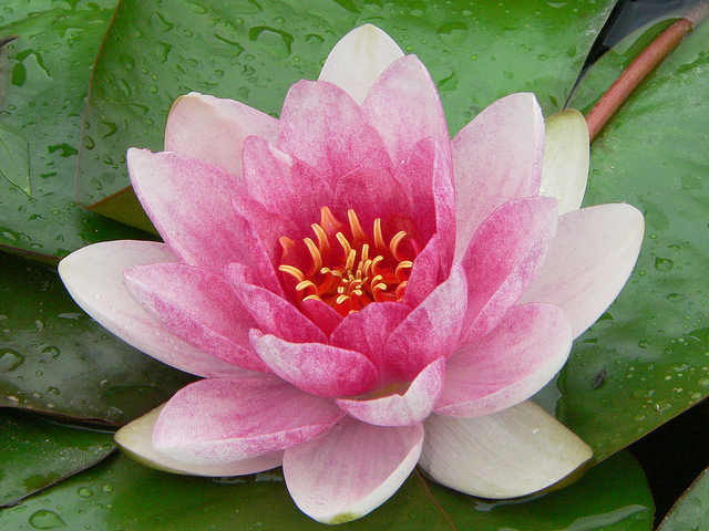 Nénuphar nain (Nymphaea tetragona)