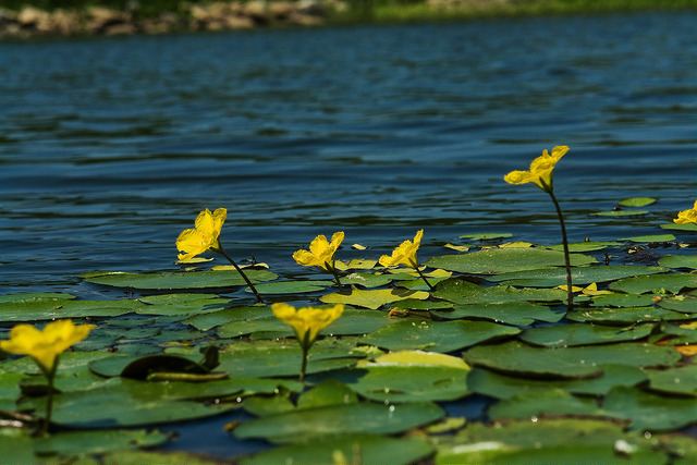 Faux nénuphar (Nymphoides peltata)