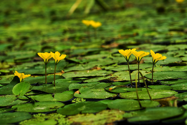 Faux nénuphar