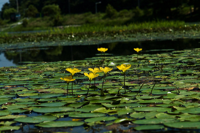 Faux nénuphar