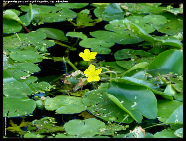 Faux nénuphar