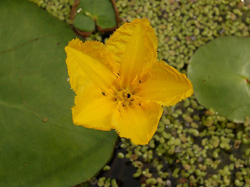 Faux nénuphar