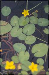 Faux nénuphar