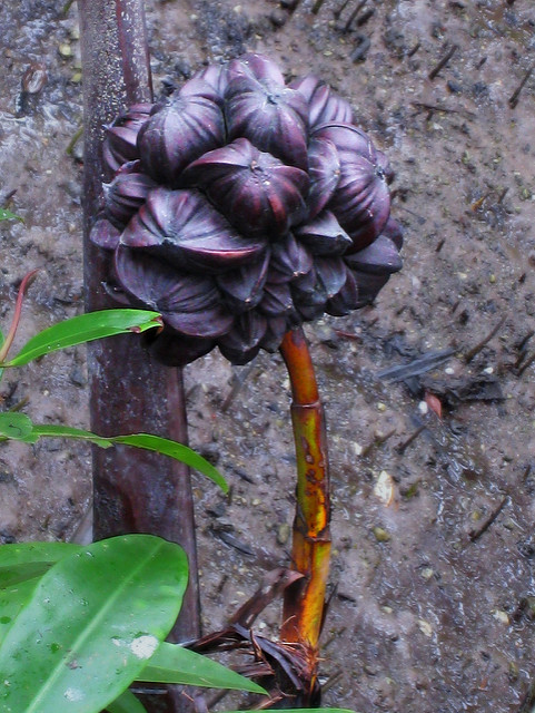 Nypa fruticans