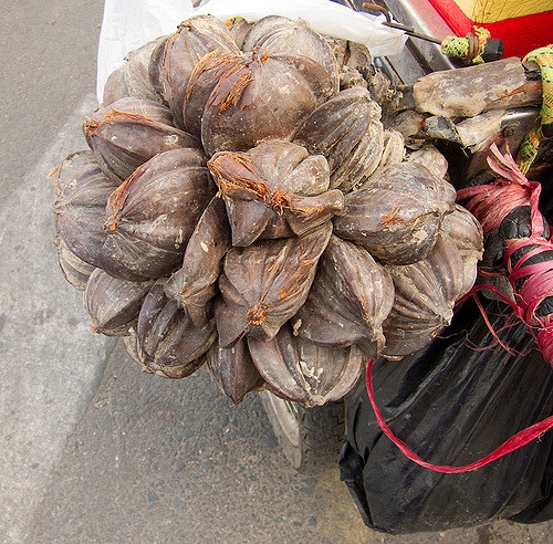 Nypa fruticans
