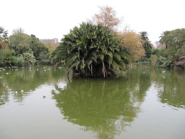 Nypa fruticans