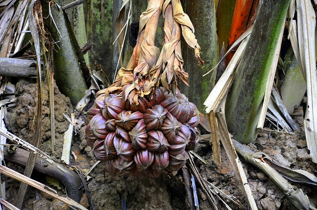 Nypa fruticans