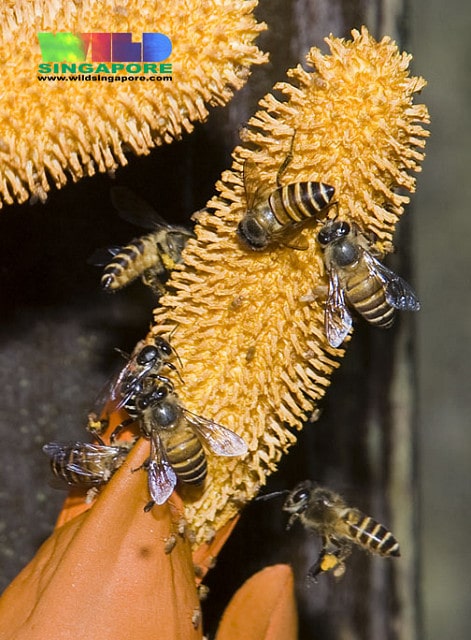 Nypa fruticans