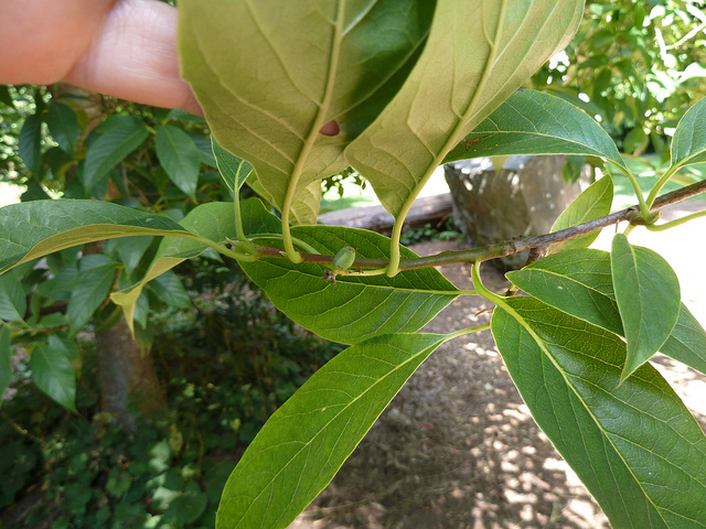 Tupelo de chine (Nyssa sinensis)