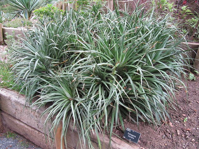Ochagavia litoralis (Ochagavia litoralis)