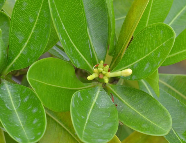 Ochrosia elliptica