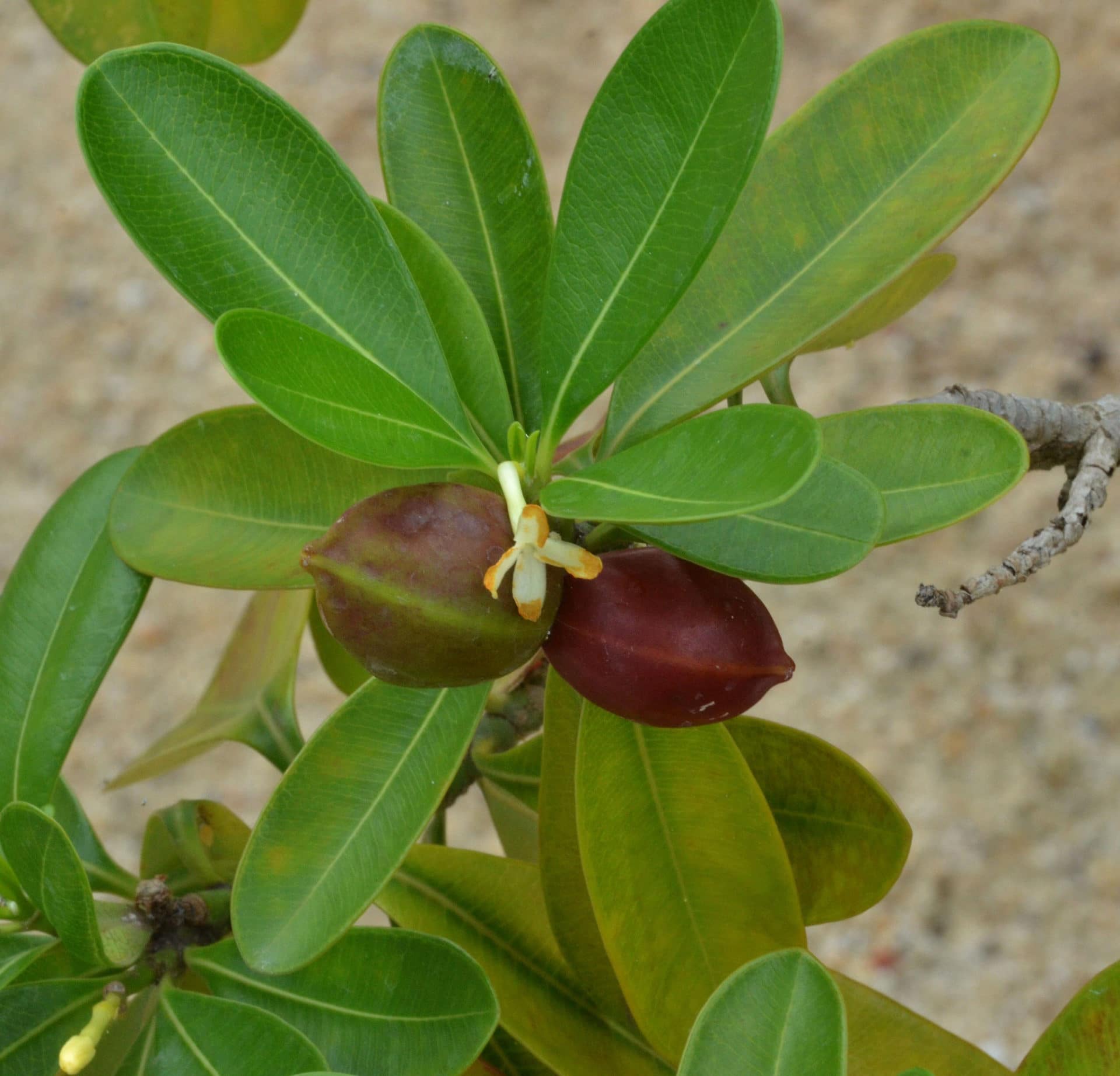 Ochrosia elliptica